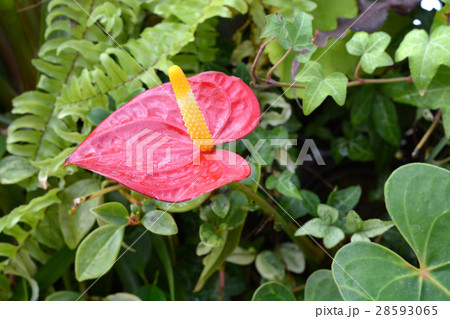 アンスリウム サトイモ科 ベニウチワ 観葉植物の写真素材