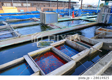 郡山金魚資料館の写真素材