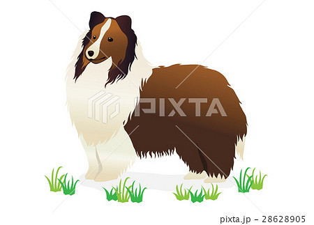 シェルティー 動物 犬 小型犬のイラスト素材
