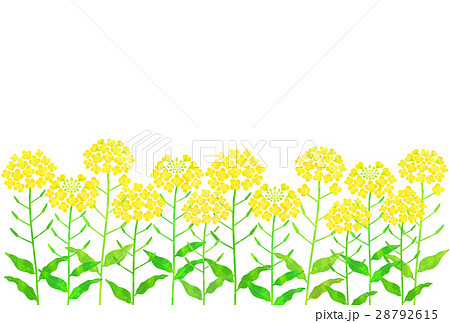 花 花畑 菜の花 菜の花畑のイラスト素材
