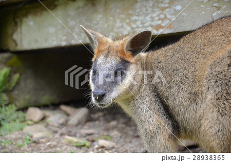 オグロワラビーの写真素材