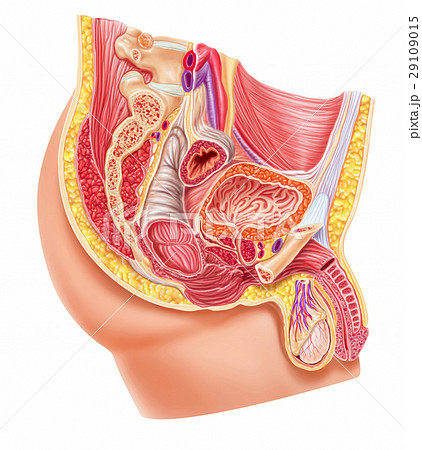 解剖学的 断面 ちんちん ペニスのイラスト素材