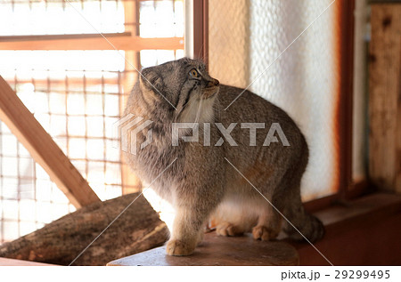 マヌル猫の写真素材