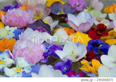 浮かせ花の写真素材