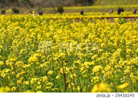 房総 小湊鉄道と菜の花畑の写真素材