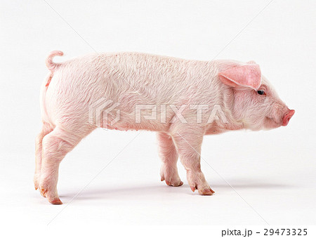 豚 横向き 家畜 桃色の写真素材
