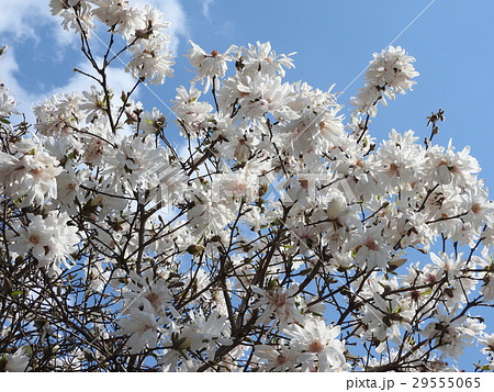 ひめこぶし 花の写真素材 - PIXTA