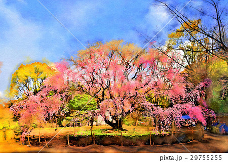 しだれ桜(六義園)水彩画 木製フレーム付き 六義園・しだれ桜の写真素材 - PIXTA
