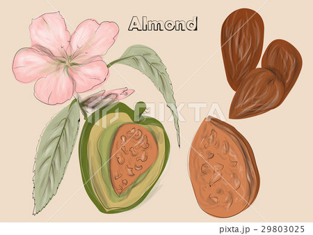 アーモンド アーモンドの実 木 枝のイラスト素材
