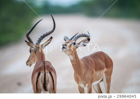 インパラ 野生動物 動物 草食動物の写真素材