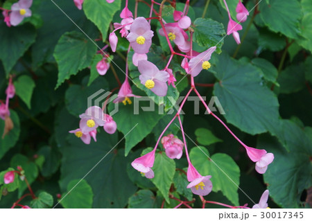 シュウカイドウ 秋海棠 花 つぼみの写真素材