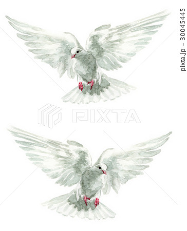 鳩 鳥 羽ばたく 白いのイラスト素材 Pixta
