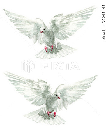 鳩 羽ばたく 鳥 飛ぶのイラスト素材 Pixta