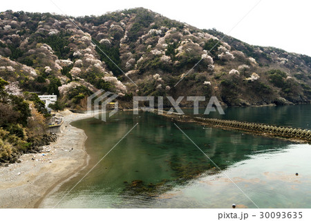 神子の山桜の写真素材