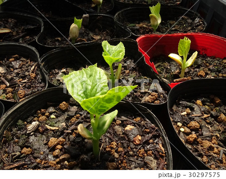 ゴーヤの苗の写真素材