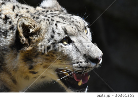 豹 ユキヒョウ アップ 横顔の写真素材