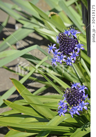 シラーペルビアナ （オオツルボ） 球根 リクエスト承ります 楽天市場