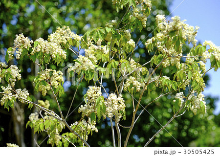 花 アオダモ コバノトネリコ 植物の写真素材