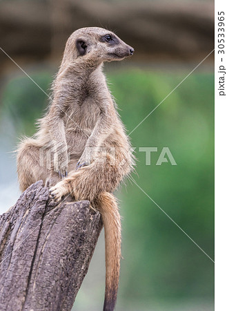 動物 丸木 ミーアキャット 野生動物の写真素材