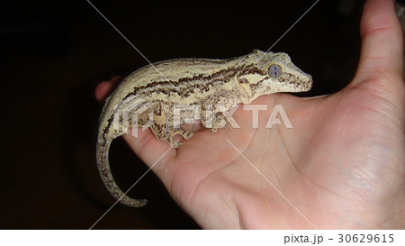 ツノミカドヤモリの写真素材