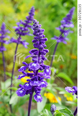 ケショウサルビア 花壇の写真素材