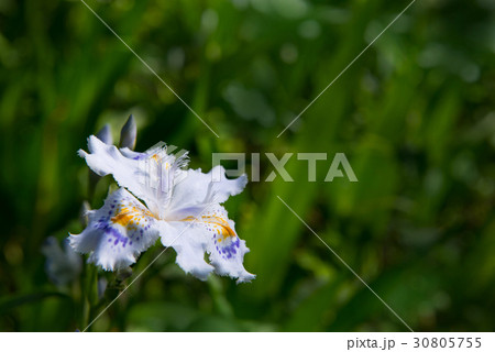 胡蝶花照片素材