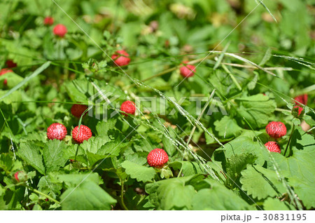ノイチゴの写真素材