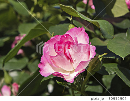 綺麗な花には棘があるの写真素材