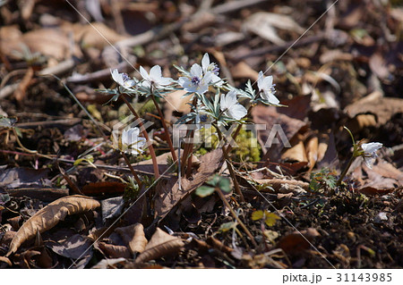 節分草 セツブンソウ 花言葉は 気品 の写真素材