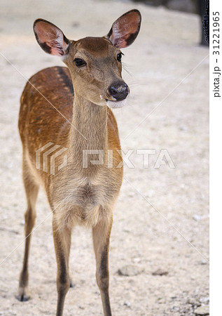 鹿 動物 前顔 正面の写真素材