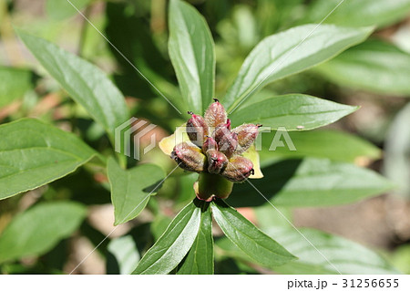 庭 種 種子 芍薬の写真素材