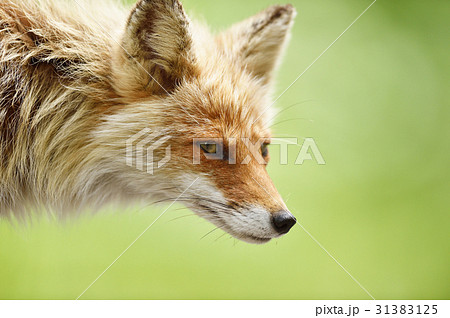 キタキツネ キツネ 横顔 生き物の写真素材