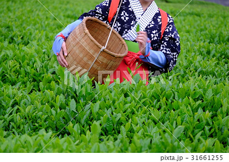 茶摘み 籠の写真素材