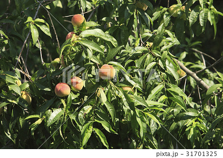 桃の木の写真素材