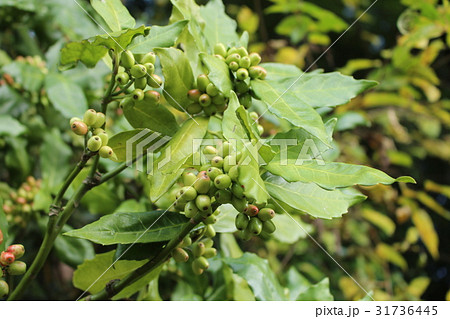木の実 アオキの実 青木の実 植物の写真素材
