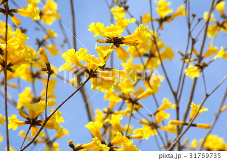 ブラジル国花 花の写真素材