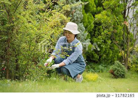 草取り 草むしり 人物 女性の写真素材 - PIXTA