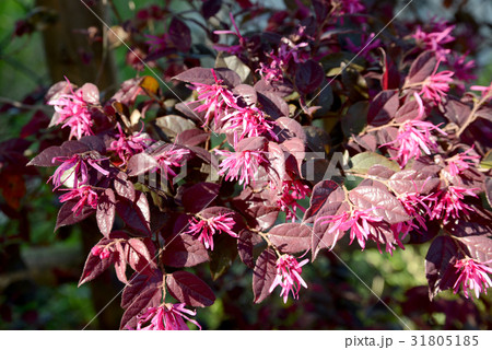 まんさくの花の写真素材