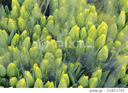 花 チューリップ 植物 韓国の写真素材