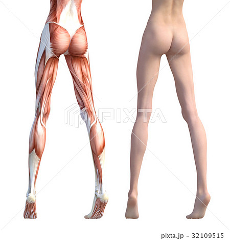 筋肉 解剖 女性 脚のイラスト素材