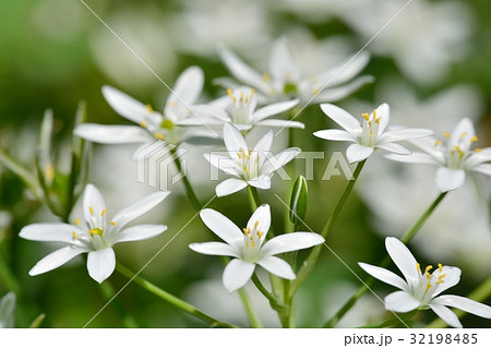 ベツレヘムの星 花の写真素材