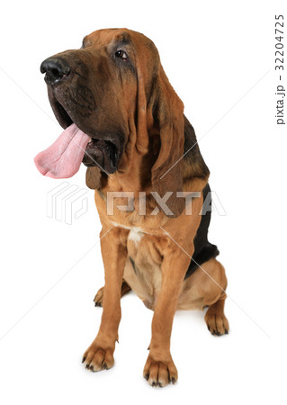 わんこ 犬 ブラッドハウンド 純血種の写真素材