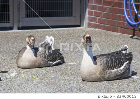 ガチョウ 雁 家畜 シナガチョウの写真素材