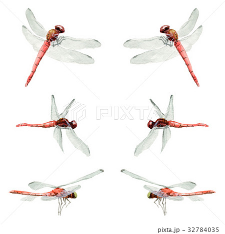 赤蜻蛉 とんぼ 蜻蛉 赤とんぼのイラスト素材