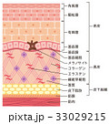 皮膚の構造 肌図 断面図のイラスト素材