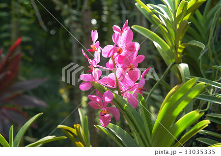 シンガポールの国花の写真素材
