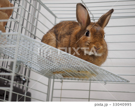 うさぎ 小屋 茶色 室内の写真素材