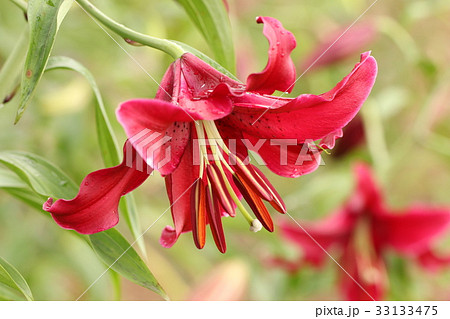 レッドカサブランカ 花 球根植物 ユリ科の写真素材