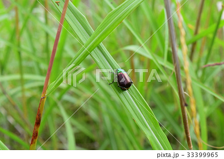 昆虫 コガネムシ タマムシ色の写真素材