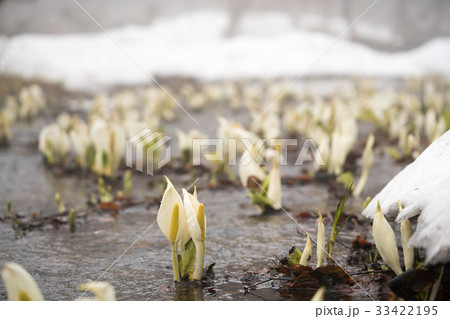 雪解け 花の写真素材